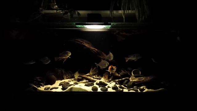 Argenteus, Geopgagus and Apteronotus albifrons смотреть онлайн