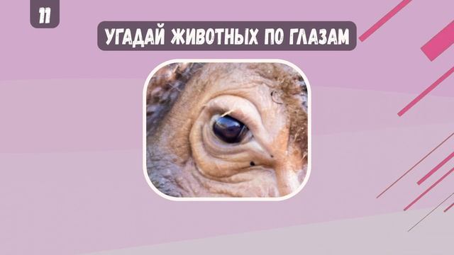 Сможешь угадать животных поглазам смотреть онлайн