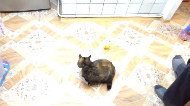 Кот и цыплёнок смотреть онлайн