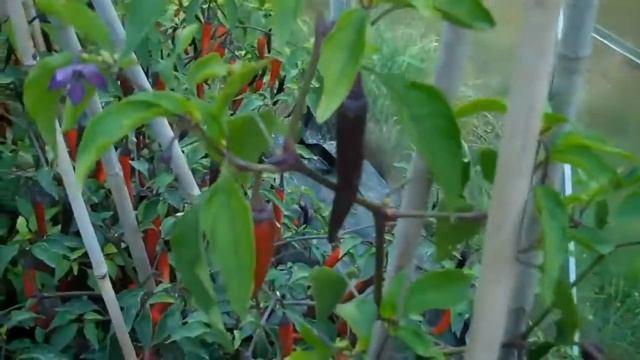 Purple Haze chillies смотреть онлайн