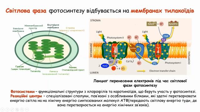 Фотосинтез смотреть онлайн