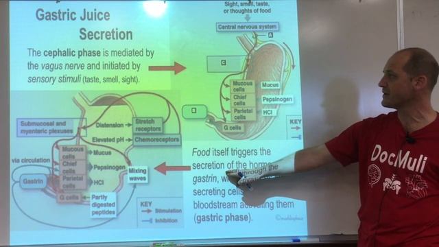 Digestive System смотреть онлайн