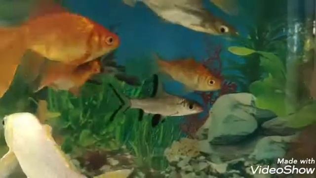 Giant gourami white - aquarium смотреть онлайн