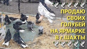 🕊🕊🕊 Продаю своих голубей на ярмарке в г.Шахты. Николаевские голуби. Pigeons Fair. Bird Market.