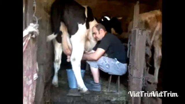 Пародия на песню гр. Ленинград "Плачу" смотреть онлайн