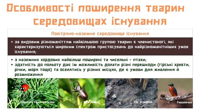 Різноманітність тварин смотреть онлайн