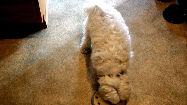 Cesar or Old Roy Dog Food Filet Mignon Taste test смотреть онлайн