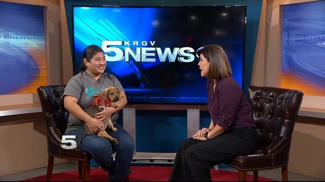 Pet of the Week: Lily смотреть онлайн