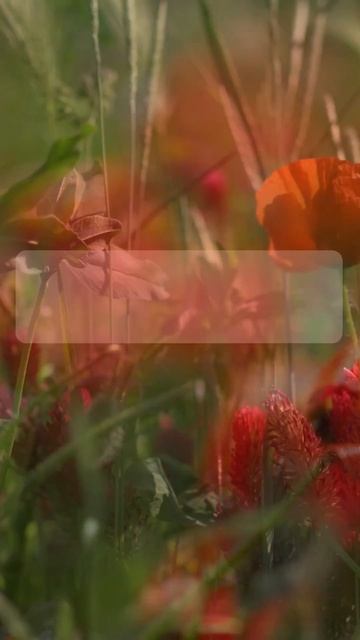 Маруся, с днем рождения! смотреть онлайн