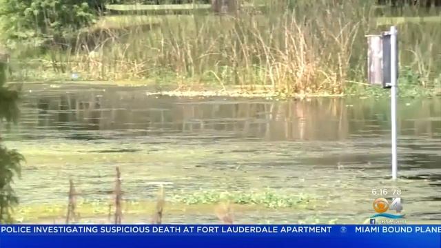Florida Woman Claims Alligator Ate Her Dog смотреть онлайн