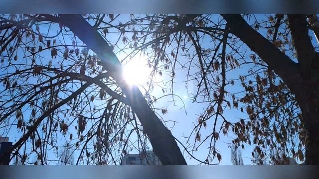 Весенняя песня кошки на дереве смотреть онлайн