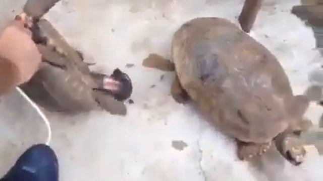 فضيحه سلحفاه امير قطر смотреть онлайн