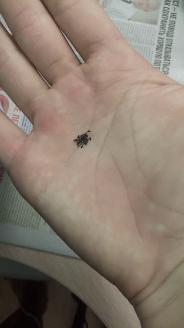 Мелиса Кадриль. Посадка смотреть онлайн