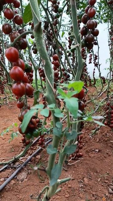 Vườn Cà Chua Socola ở Đà Lạt_ KDL Rau và Hoa Vạn Thành смотреть онлайн