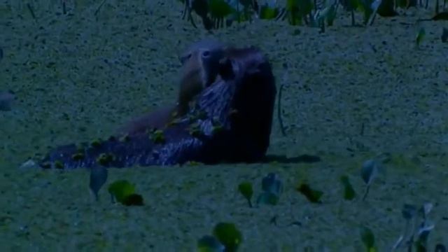 Капибара смотреть онлайн