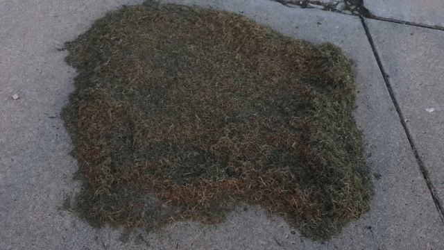 Lawn Repair - Tenacity Herbicide Bentgrass Removal смотреть онлайн