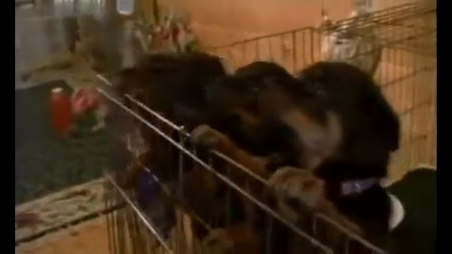 Ротвейлер смотреть онлайн