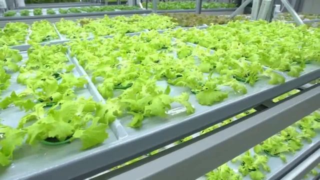 The most advanced Indoor vertical farm|Самая передовая крытая ветеринарная ферма| смотреть онлайн