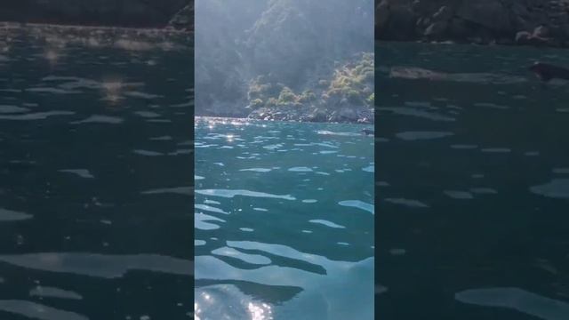 I MET A FLOCK OF DOLPHINS IN THE SEA WHILE SWIMMING ON A SAP BOARD #dolphins #sea #supboard смотреть онлайн