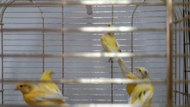 Канарейки новое поступление смотреть онлайн