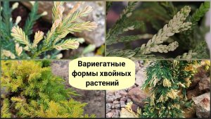 Вариегатные формы хвойных растений.