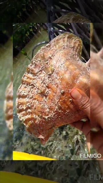 Queen Conch🐚 in a red mangrove nursery смотреть онлайн