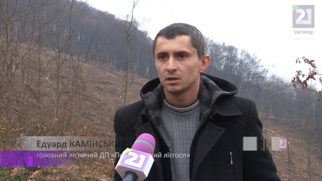 Куди вивозять ліс? смотреть онлайн