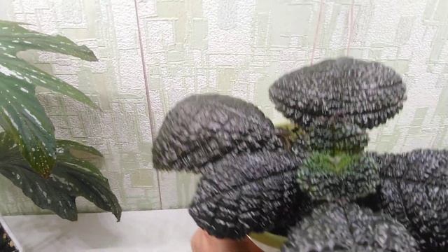 Заказ растений для Жасмин. смотреть онлайн