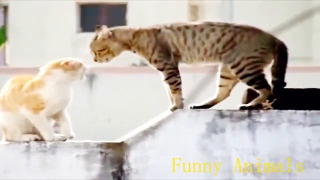 Смешные кошки Новое 2014 смотреть онлайн