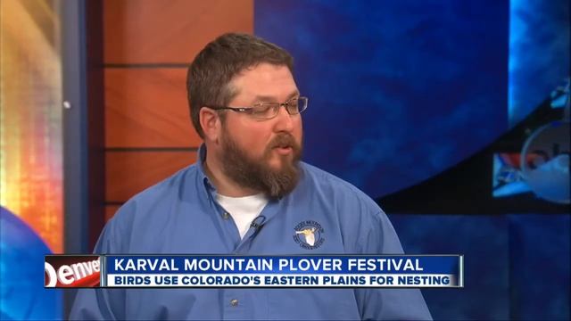 Bird lovers flock to Mountain Plover Festival смотреть онлайн