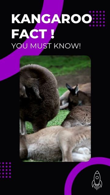 Did you ever Boxing With Kangaroo?? #shorts смотреть онлайн