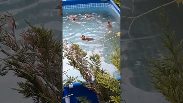 утята в бассейне! все включено!3 июля 2021 г. смотреть онлайн