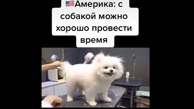 Сравнение АМЕРИКА VS РАССИЯ "ТИК ТОК" смотреть онлайн