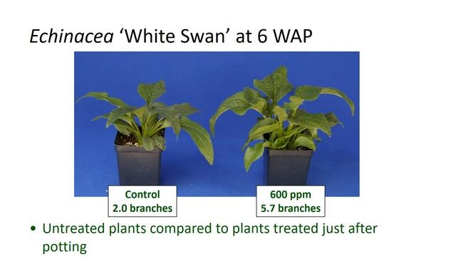 Timing of Configure Application Affects Pot Fill of Echinacea смотреть онлайн