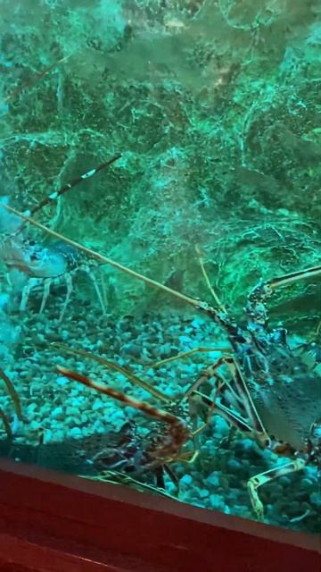 AQUARIUM RESTAURANT FOOD АКВАРИУМ В РЕСТОРАНЕ ОМАРЫ ЛАНГУСТИНЫ #shorts #restaurant #omar #ресторан смотреть онлайн