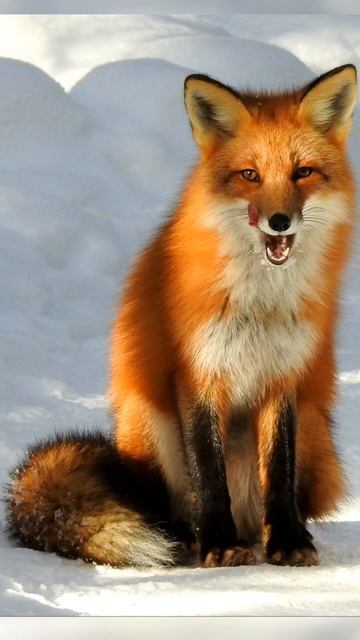 What Sound Does Fox make смотреть онлайн