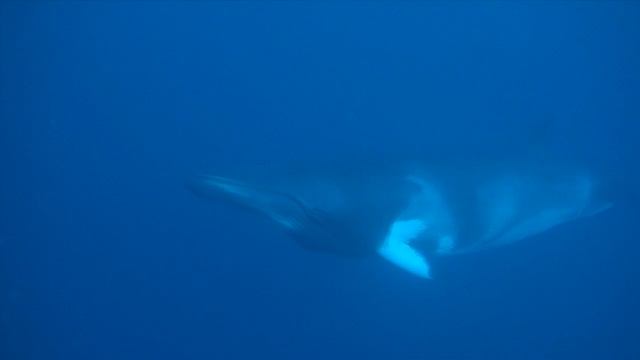 2013 Minke Whale смотреть онлайн
