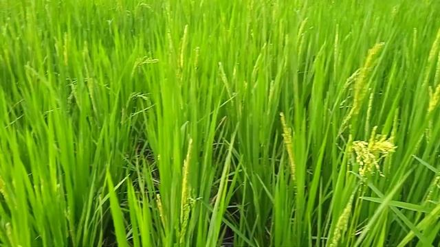 red beetles that land on rice смотреть онлайн