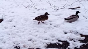 какие же они классные)