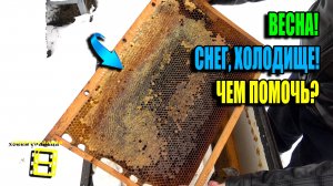 ХОЛОДНАЯ ВЕСНА! ДОЖДЬ, СНЕГ - УЖАСНАЯ ПОГОДА! ЧЕМ ПОМОЧЬ ПЧЕЛАМ? ПЧЕЛОВОДСТВО 25-14