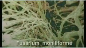 Фитогормон Гибберсиб ПО Сиббиофарм