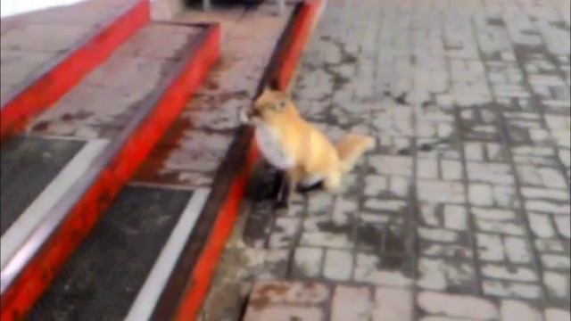 Лисенок на заправке смотреть онлайн