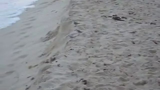 Океан и птички.AVI смотреть онлайн