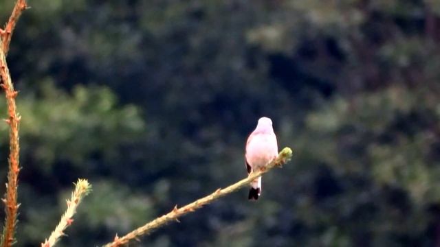 gąsiorek (Lanius collurio), Red-backed Shrike, Neuntöter смотреть онлайн