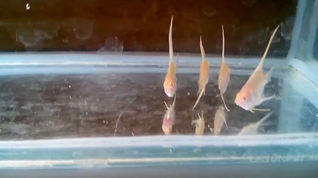 Альбиносы Рио Нанай. 1,5 месяца. смотреть онлайн