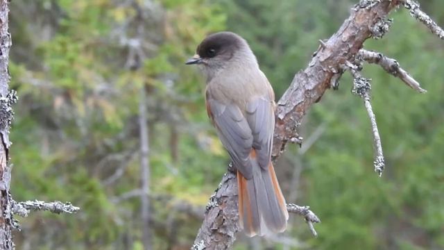 Siberian Jay смотреть онлайн