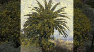 Drought Tolerant Plants L - Z