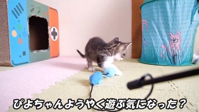 子猫達はおじさんの腕の中を取り合いかわいい小競り合いをしていました【赤ちゃん猫　保護猫】 смотреть онлайн