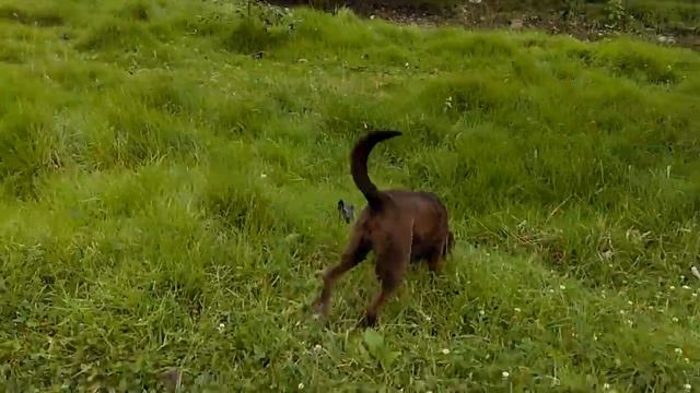 Plants run León Scott Kennedy & canela#5 смотреть онлайн