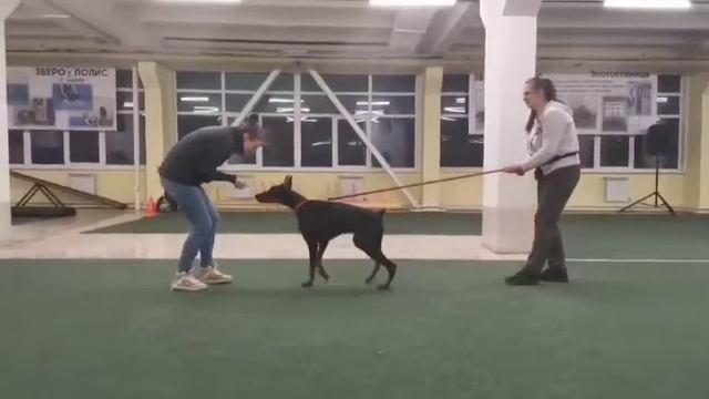 реакция на раздражитель смотреть онлайн